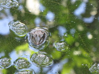 Ольга Лопатина