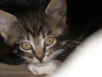  анька покровская