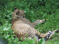 алексей варченко