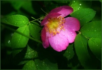 Елена Тригубова