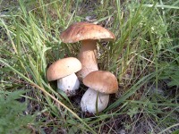 светлана неважно