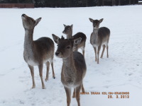 Мария Трошина