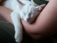 Ольга Шиповская