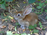 Елена Сурова