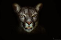 Дмитрий Манаков