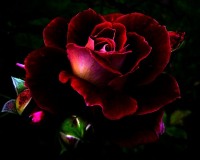 Дарья Митрофанова