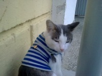 Денис кот в тельняшке