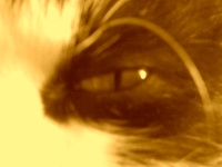 Эмма Алимбекова