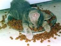 Окси Молния